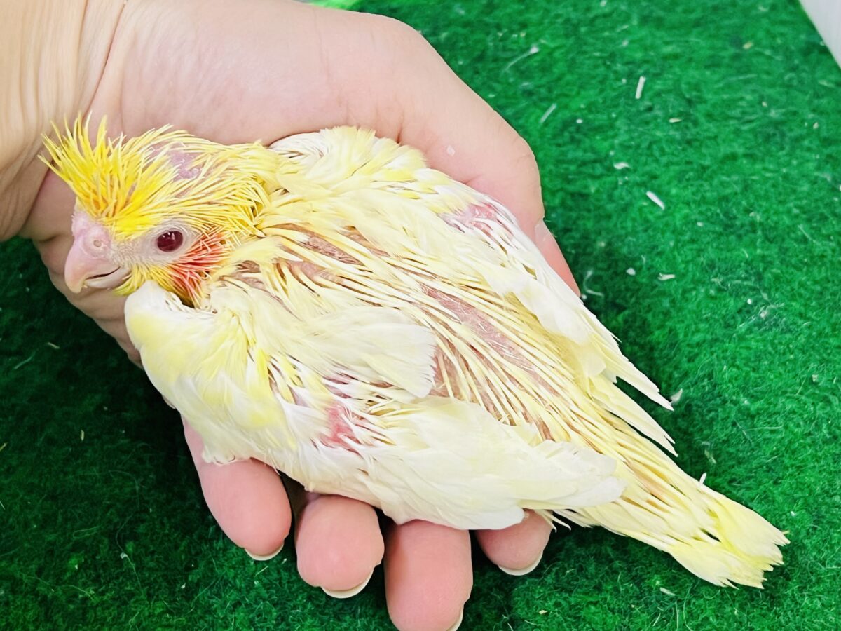 オカメインコ