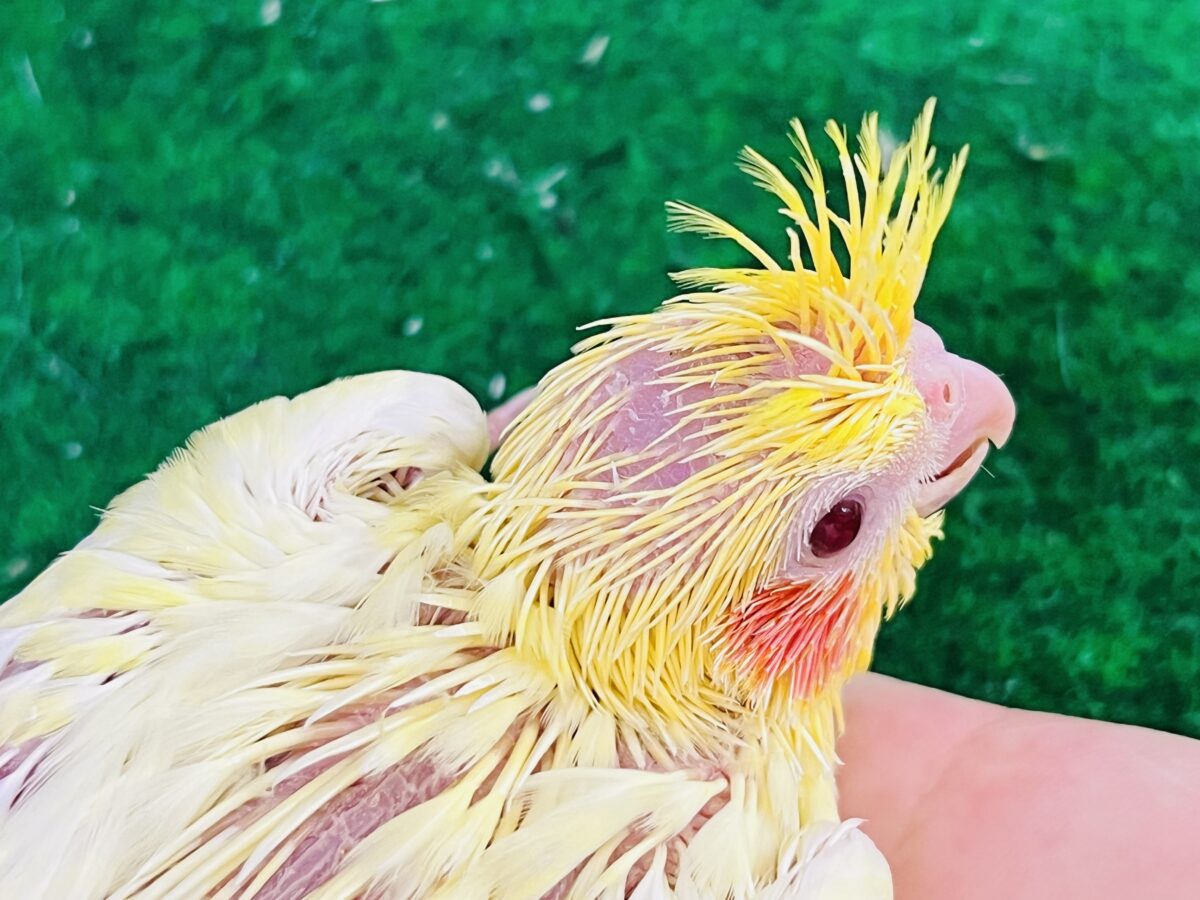 オカメインコ