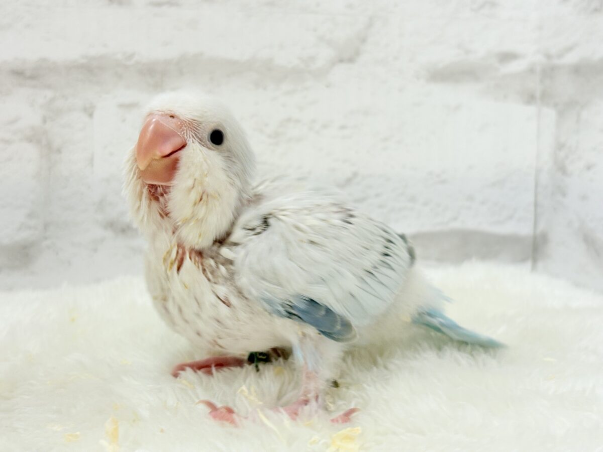 止まることを知らないワキワキダンス((ʚ( ˙꒳˙)ɞ))オキナインコ(ブルーパリドオパーリン) ヒナ オキナインコ