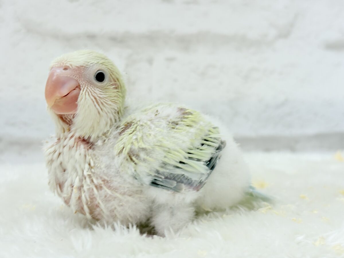 【最新画像更新🪄】甘々コットンキャンディー🐥🍬🫧オキナインコ(アクアブルーパリドオパーリン) ヒナ オキナインコ