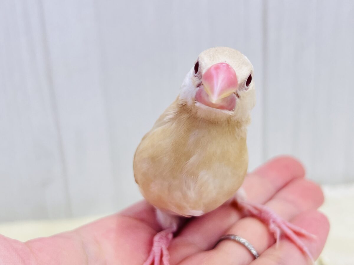 シナモン文鳥