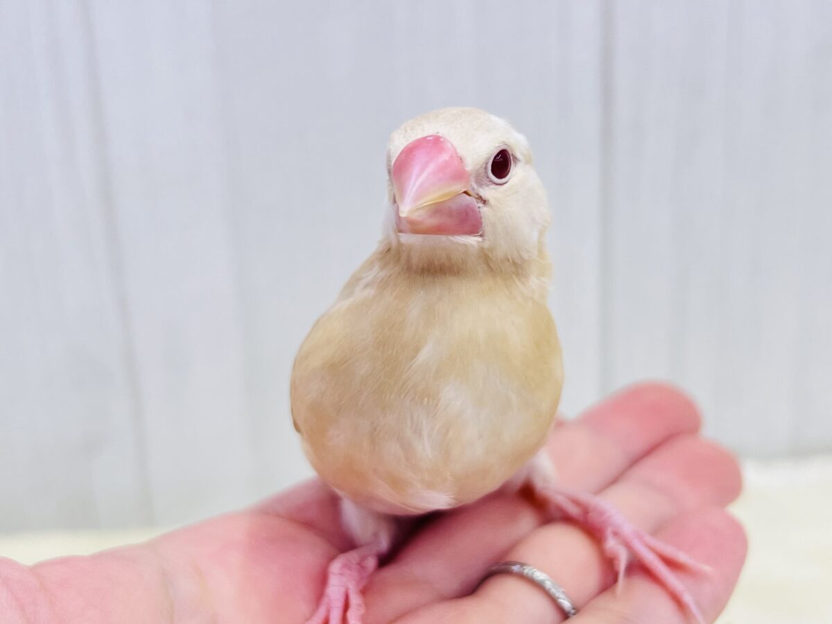 シナモン文鳥