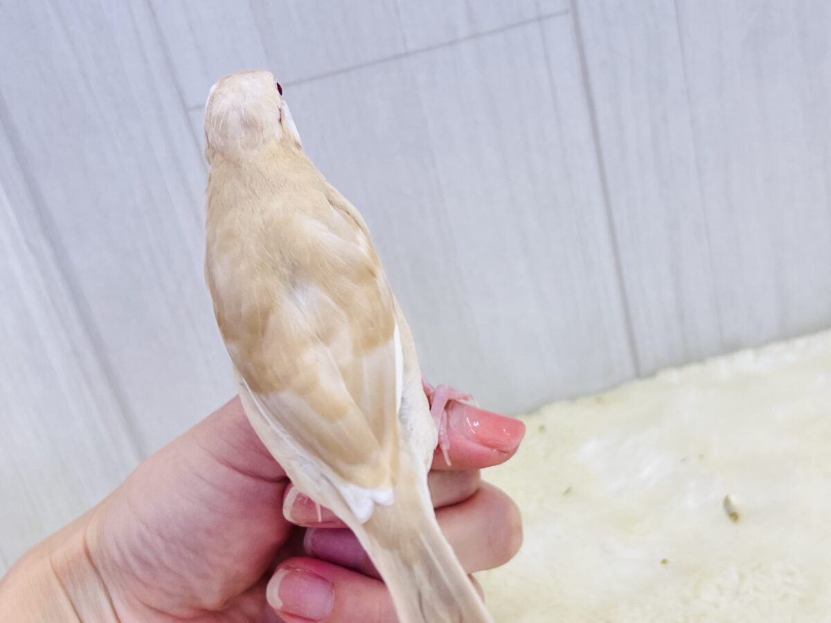 シナモン文鳥