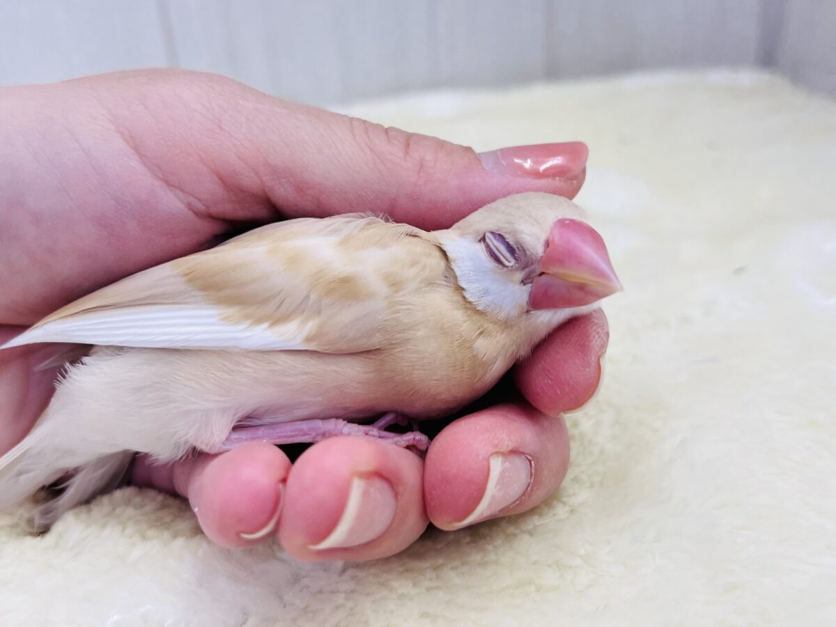シナモン文鳥