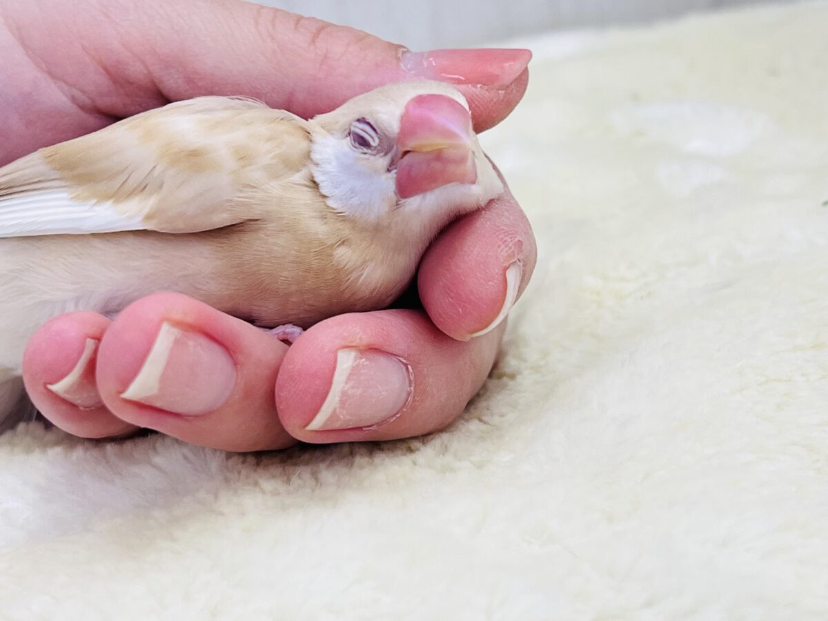 シナモン文鳥