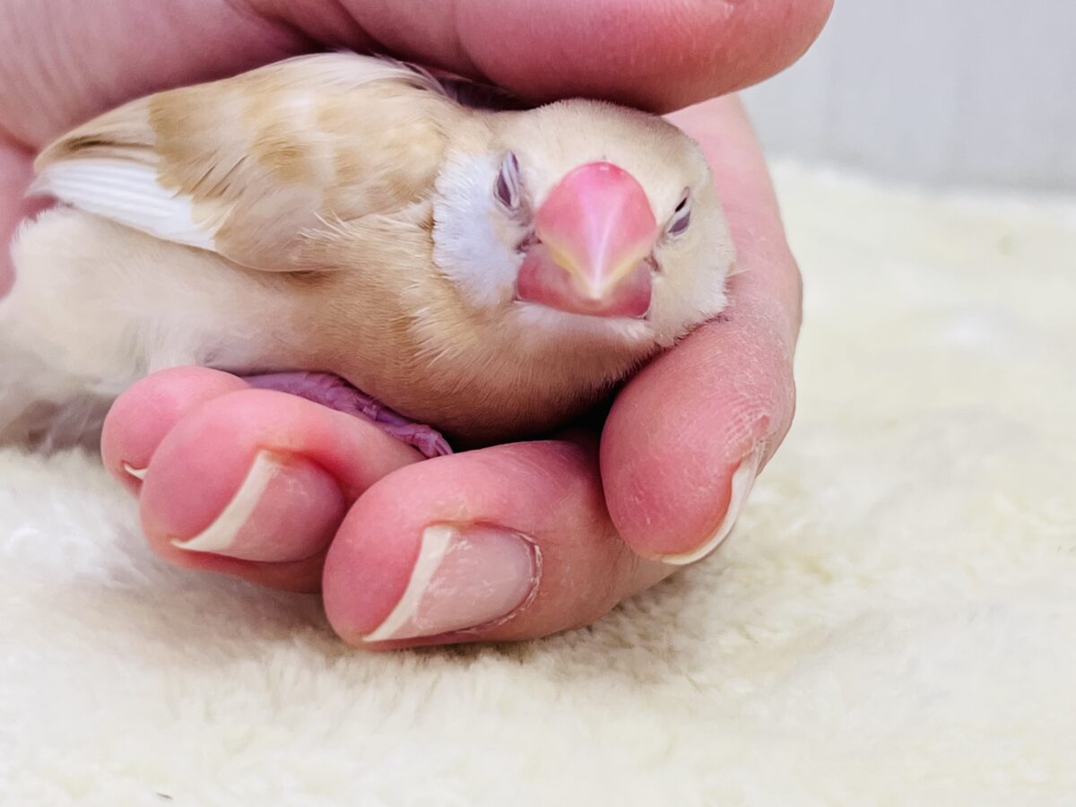 シナモン文鳥