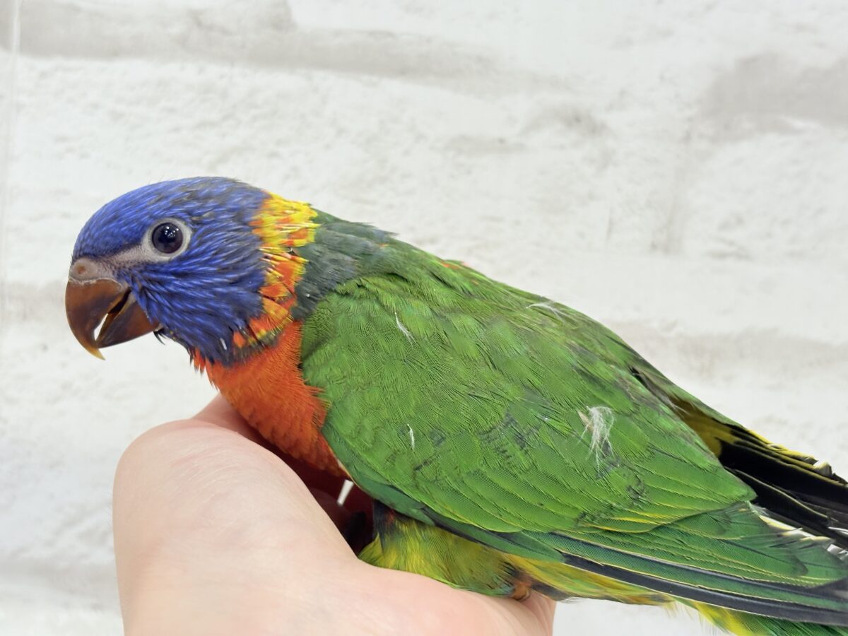 みんなでわっしょい🦜🪅中型インコ祭🏮🎊 説明画像です