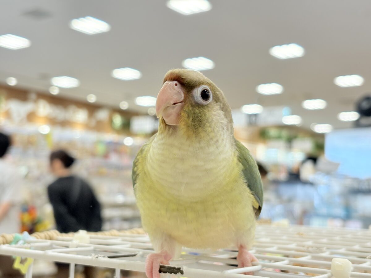 説明画像です