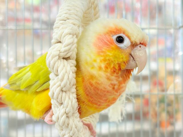 みんなでわっしょい🦜🪅中型インコ祭🏮🎊 説明画像です