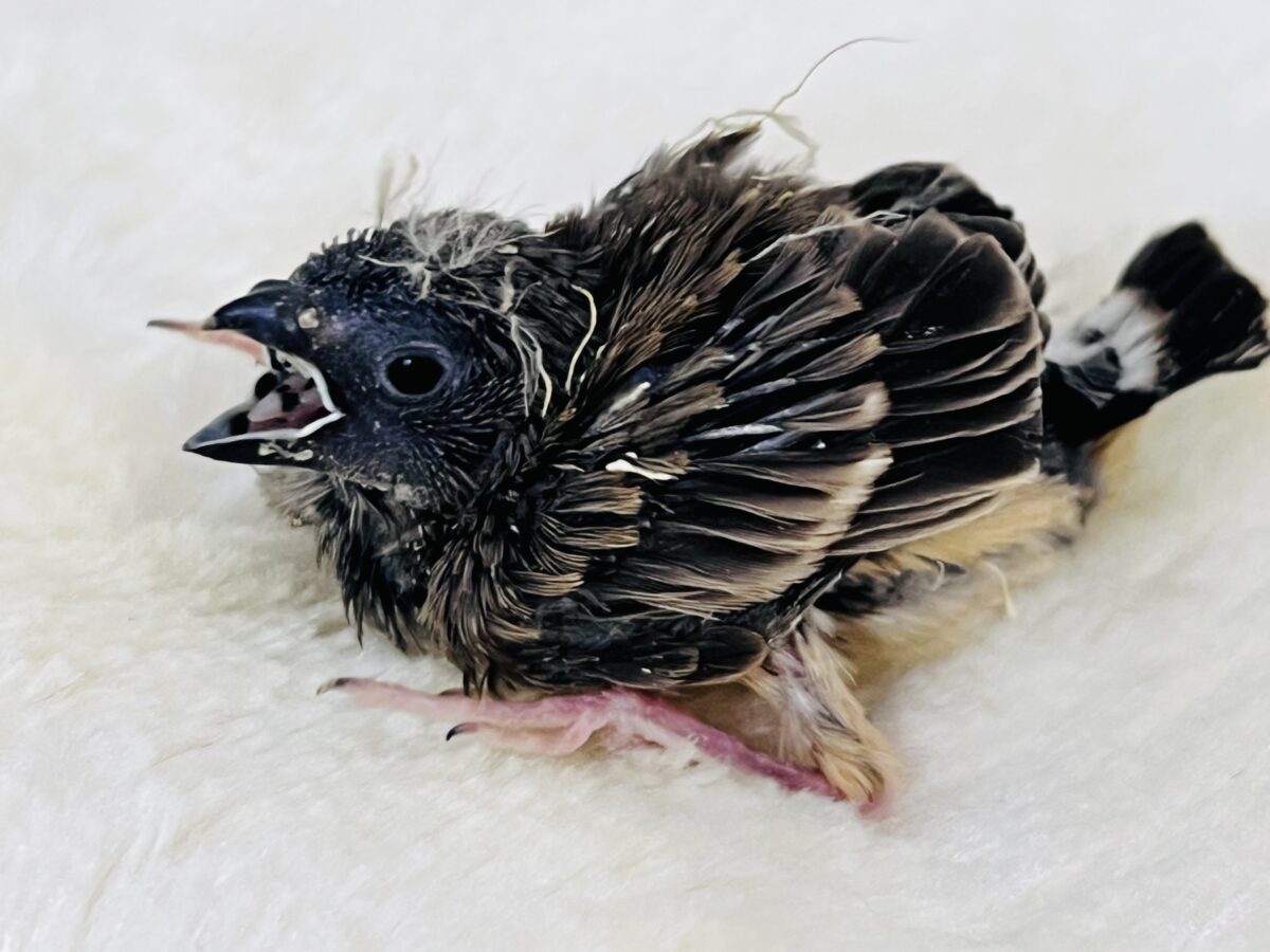 錦花鳥（キンカチョウ）