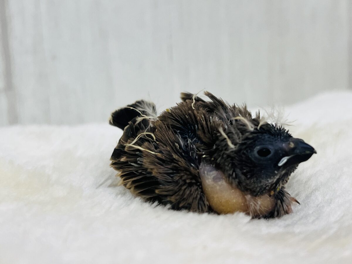 真っ黒マスクできめっきめ✨キンカチョウの雛入舎です! 錦花鳥(キンカチョウ)