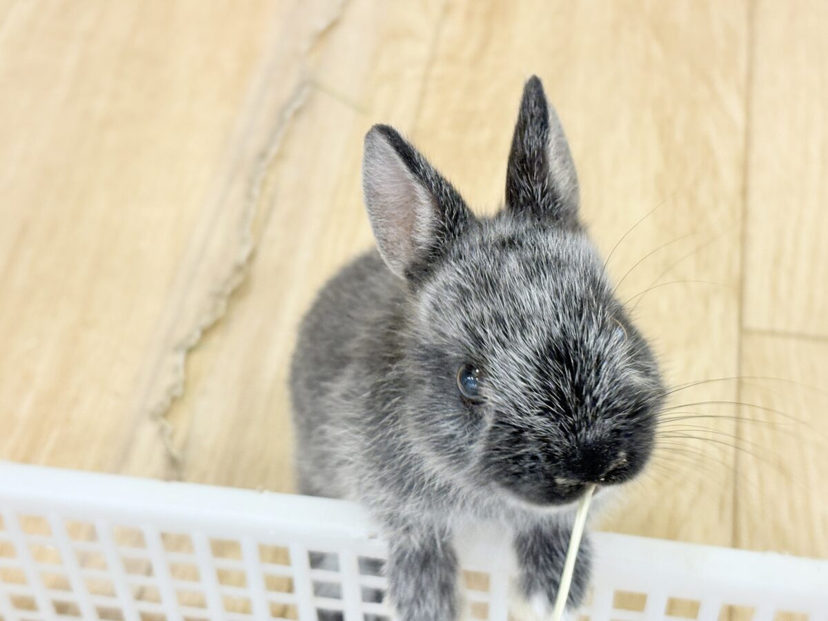 【最新画像・動画更新🪄】初入舎💖お人形さんみたいな子🐰💖ポーリッシュ(男の子) ポーリッシュ