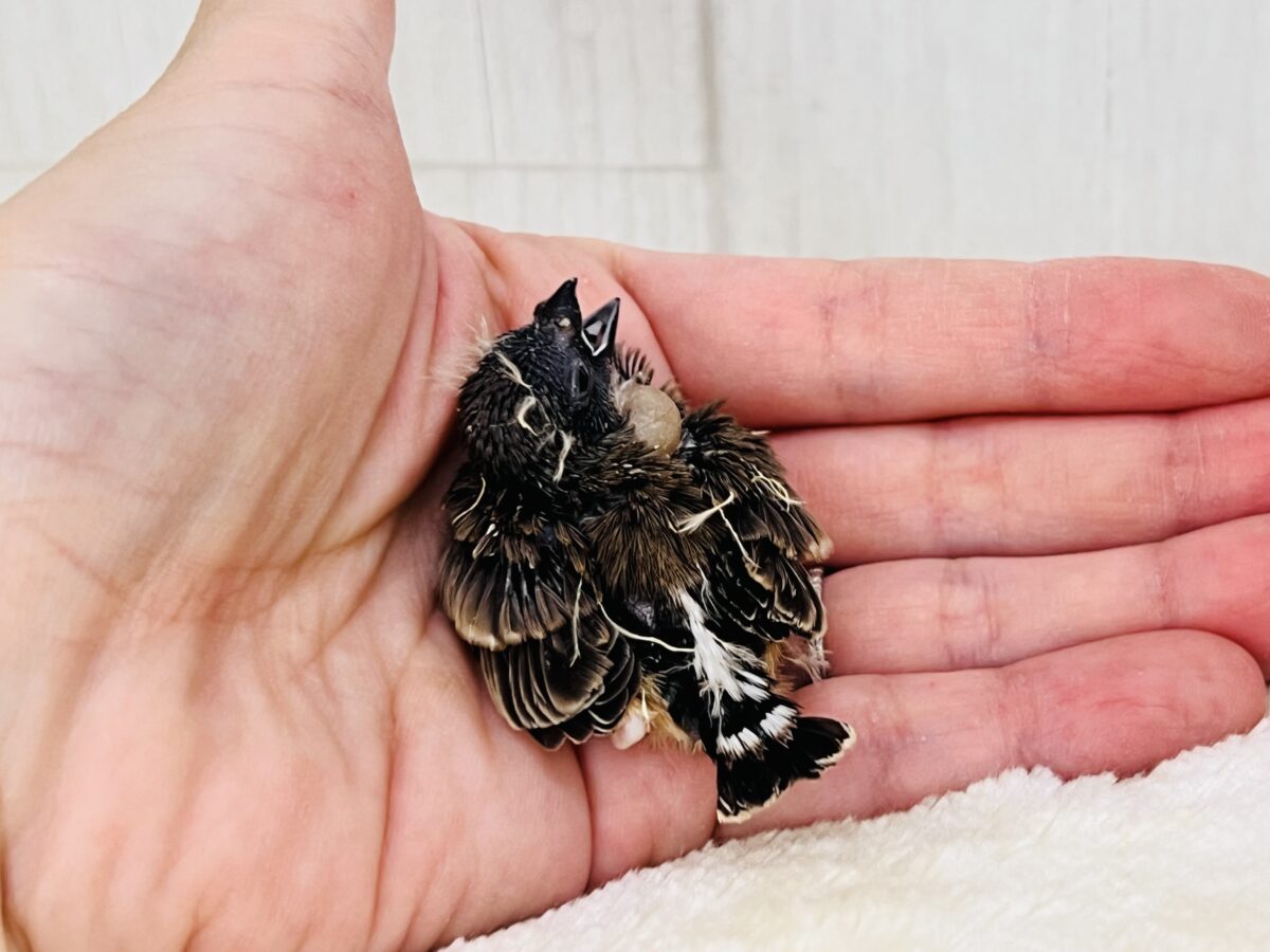 真っ黒マスクできめっきめ✨キンカチョウの雛入舎です! 錦花鳥(キンカチョウ)