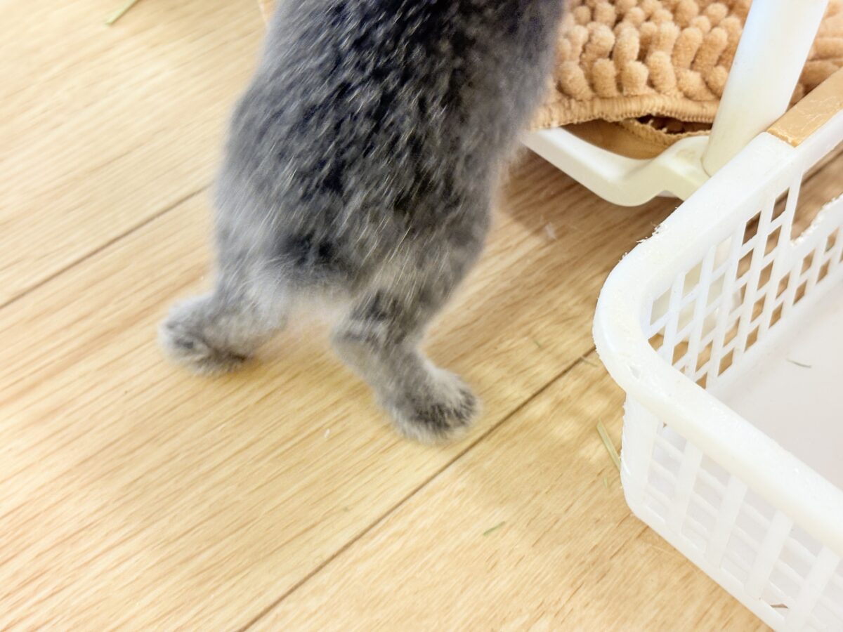 【最新画像・動画更新🪄】初入舎💖お人形さんみたいな子🐰💖ポーリッシュ(男の子) ポーリッシュ