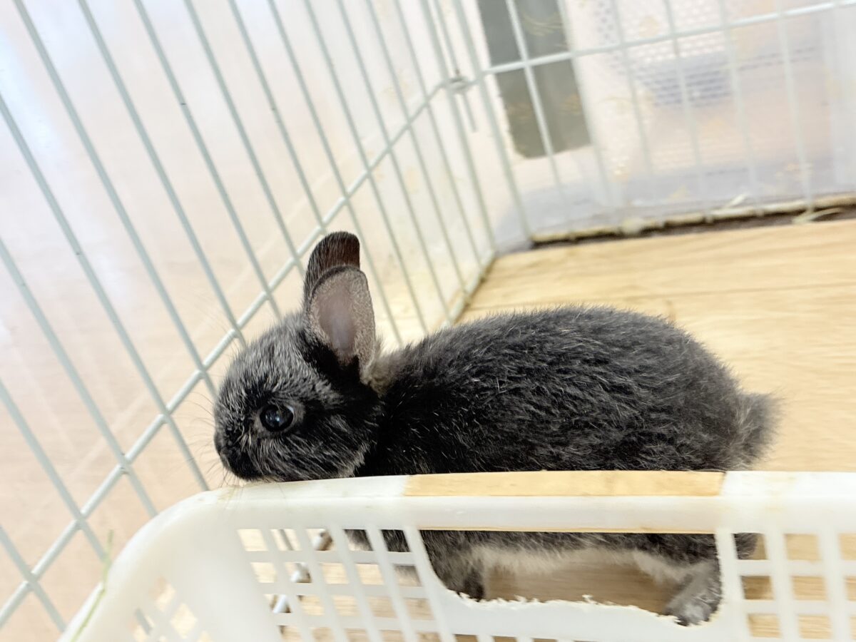 【最新画像・動画更新🪄】初入舎💖お人形さんみたいな子🐰💖ポーリッシュ(男の子) ポーリッシュ