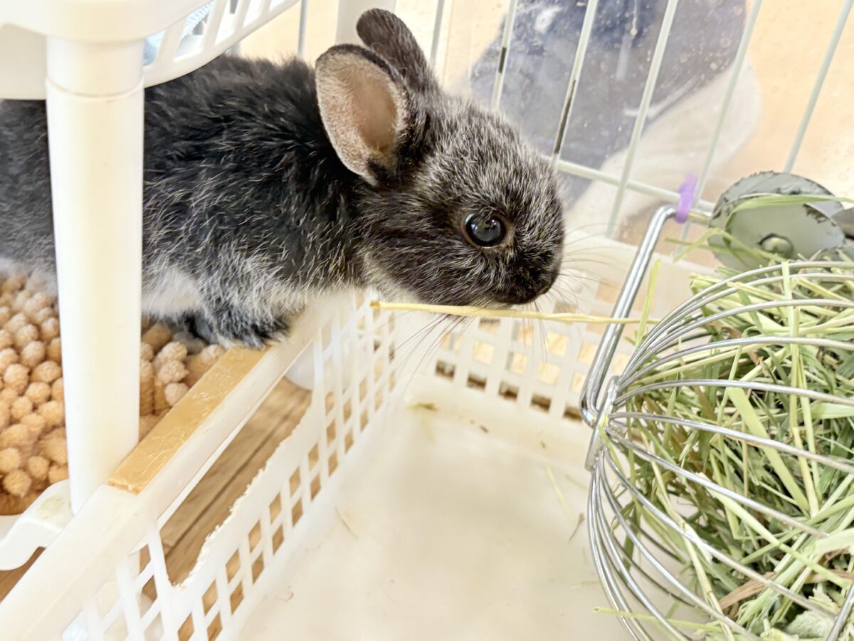 【最新画像・動画更新🪄】初入舎💖お人形さんみたいな子🐰💖ポーリッシュ(男の子) ポーリッシュ