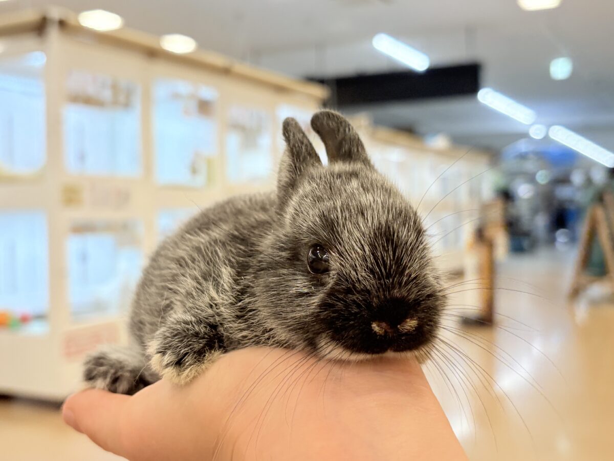 【最新画像・動画更新🪄】初入舎💖お人形さんみたいな子🐰💖ポーリッシュ(男の子) ポーリッシュ