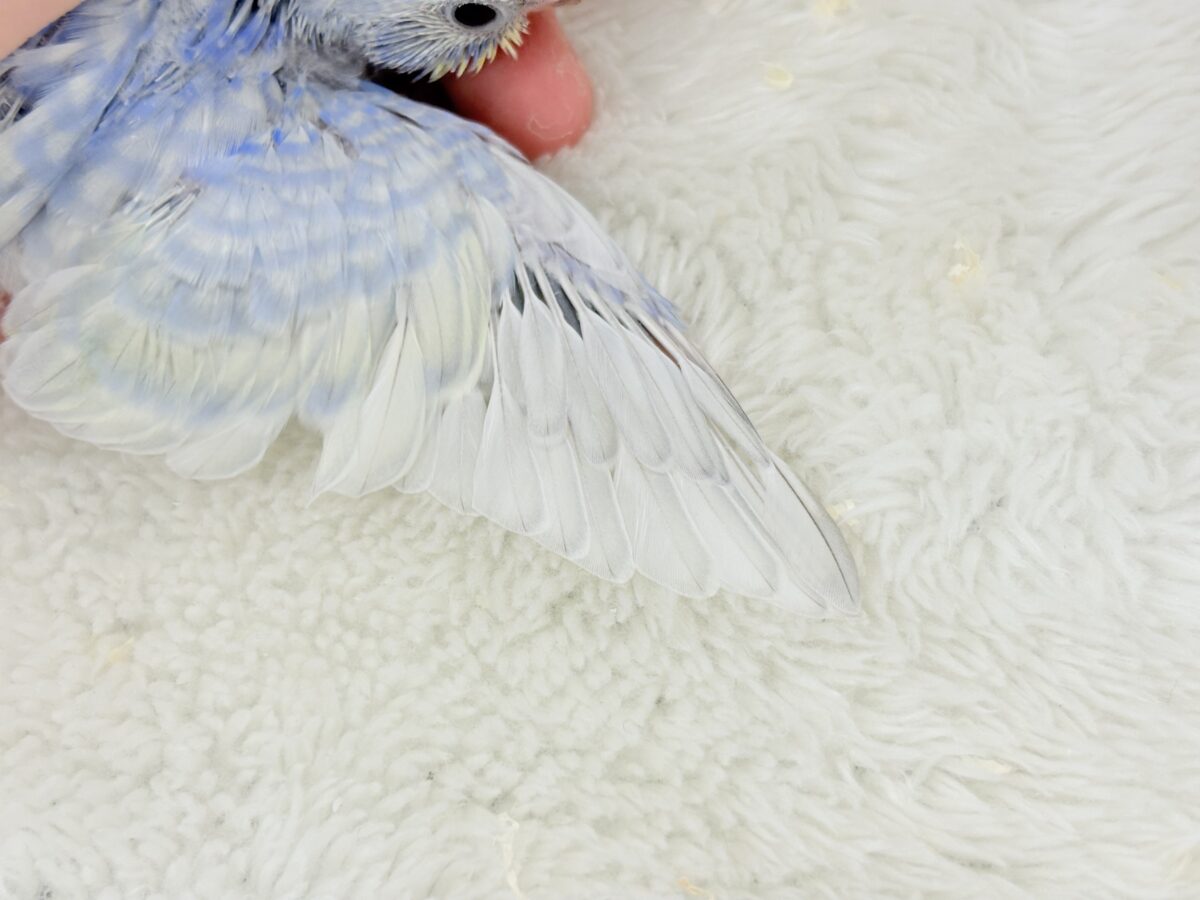 【最新画像更新🪄】紫陽花カラーのアイドル🪻☔️セキセイインコ(パステルレインボー) ヒナ セキセイインコ