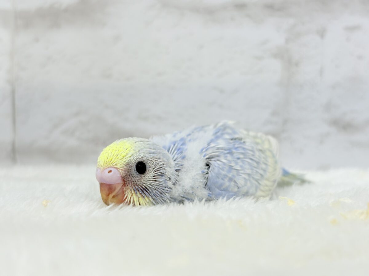 【最新画像更新🪄】紫陽花カラーのアイドル🪻☔️セキセイインコ(パステルレインボー) ヒナ セキセイインコ