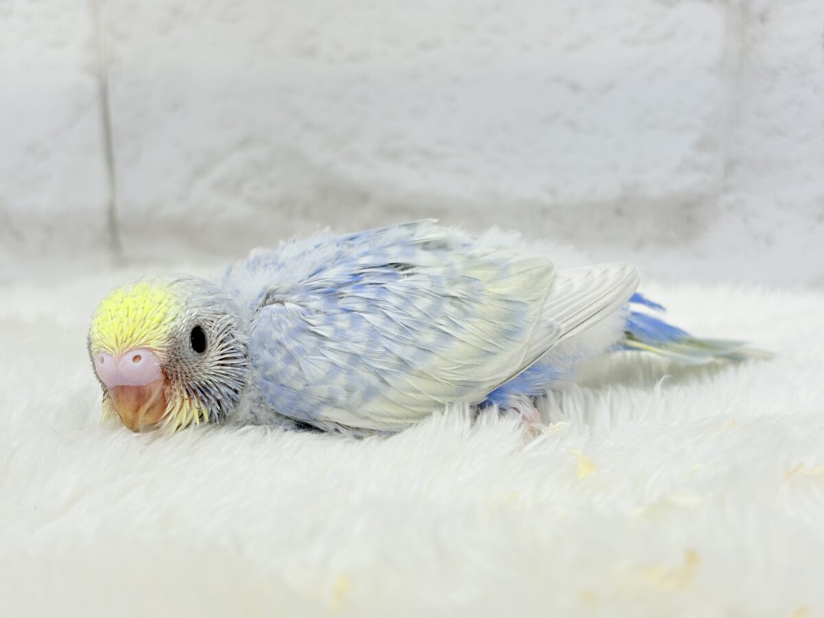 【最新画像更新🪄】紫陽花カラーのアイドル🪻☔️セキセイインコ(パステルレインボー) ヒナ セキセイインコ