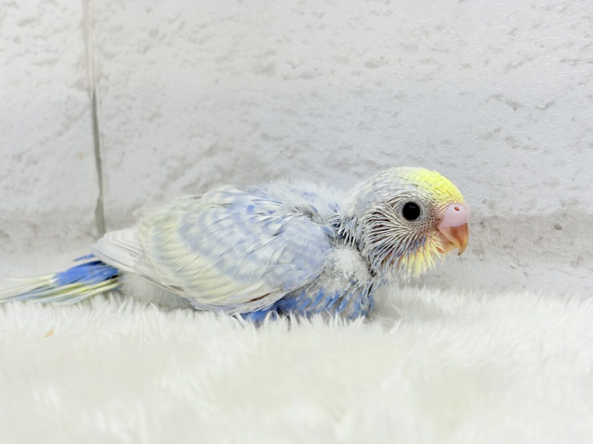 【最新画像更新🪄】紫陽花カラーのアイドル🪻☔️セキセイインコ(パステルレインボー) ヒナ セキセイインコ