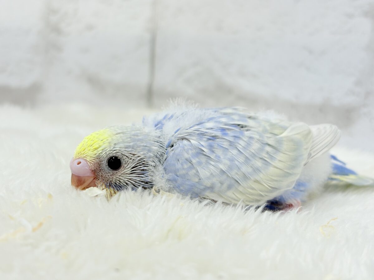 【最新画像更新🪄】紫陽花カラーのアイドル🪻☔️セキセイインコ(パステルレインボー) ヒナ セキセイインコ