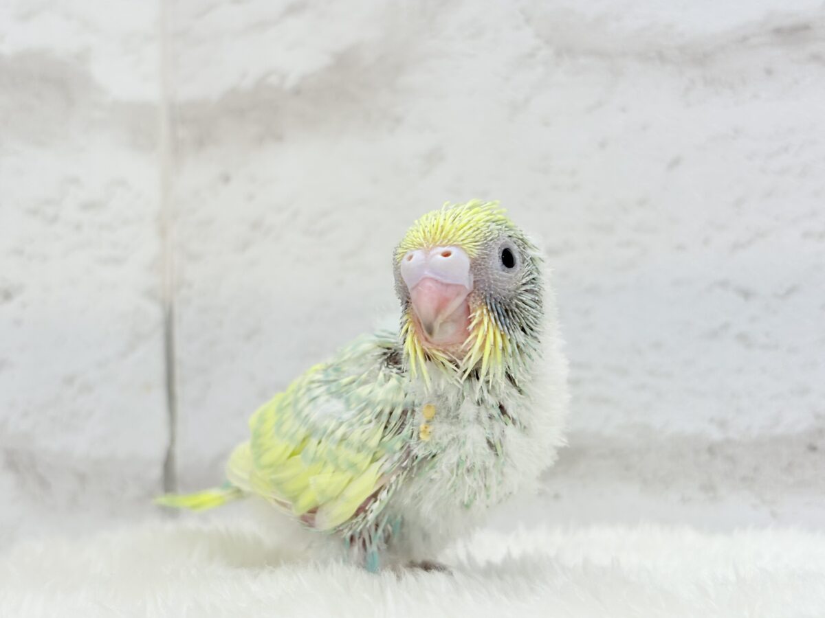 セキセイインコ