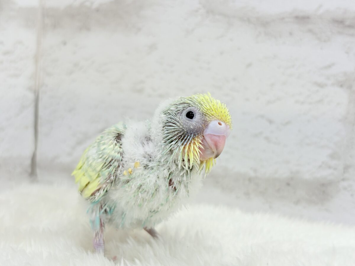 セキセイインコ
