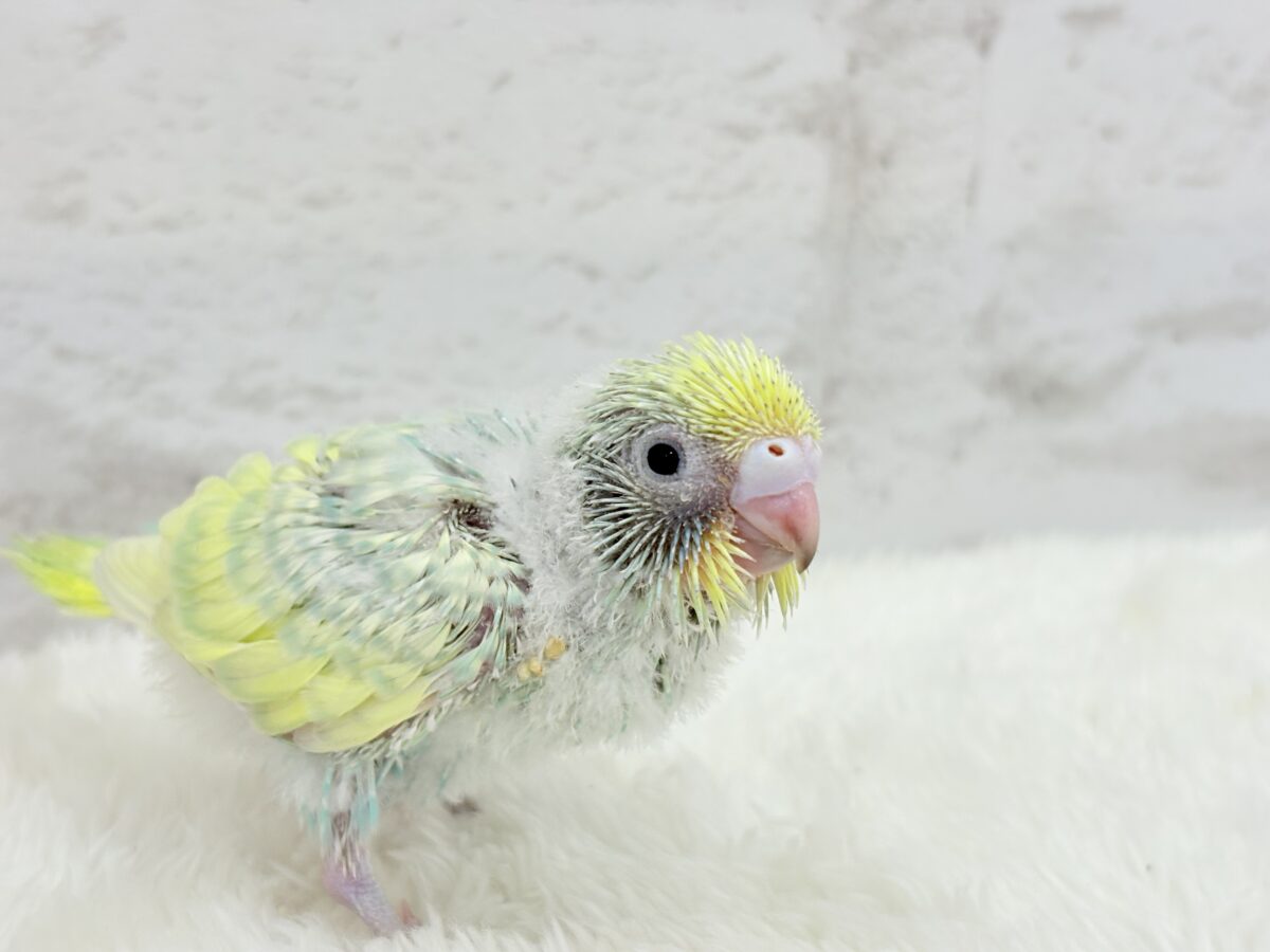 セキセイインコ