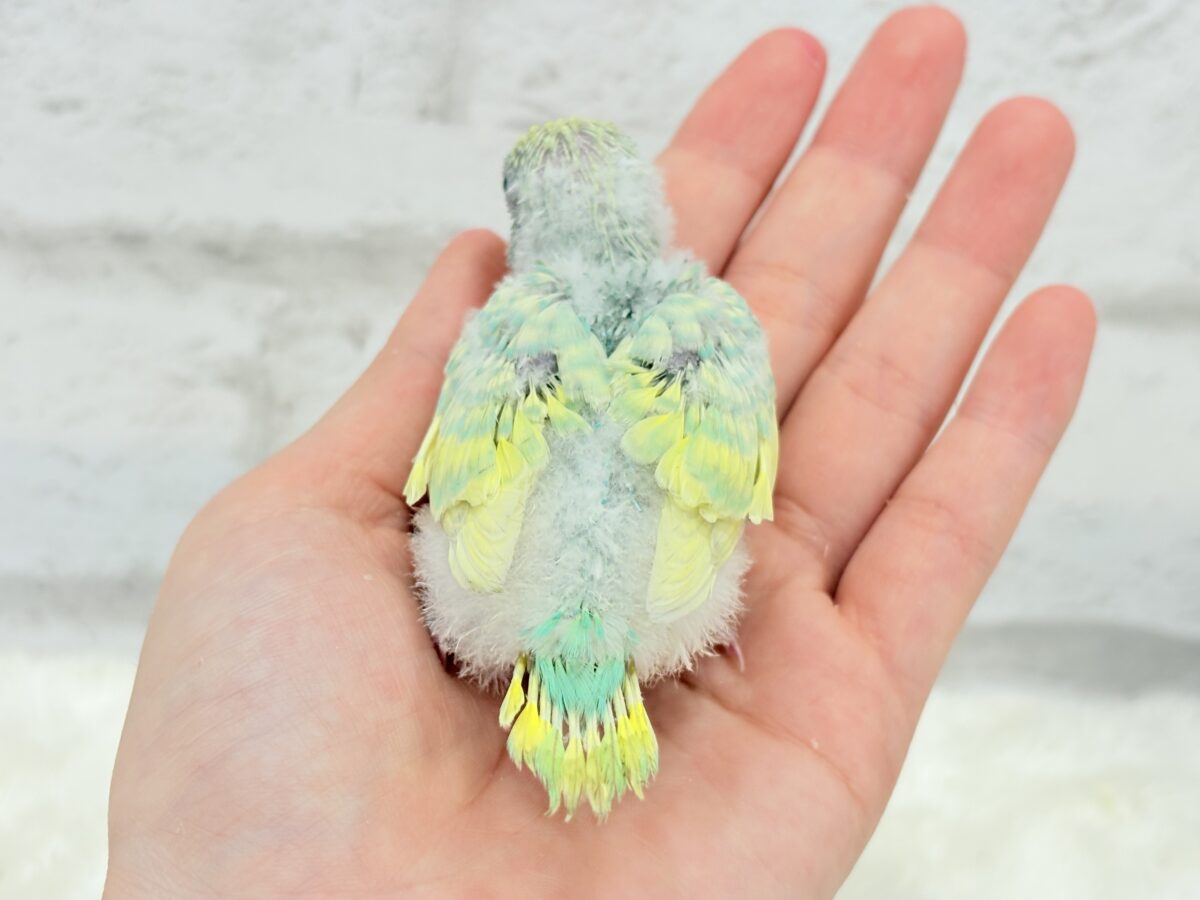 セキセイインコ