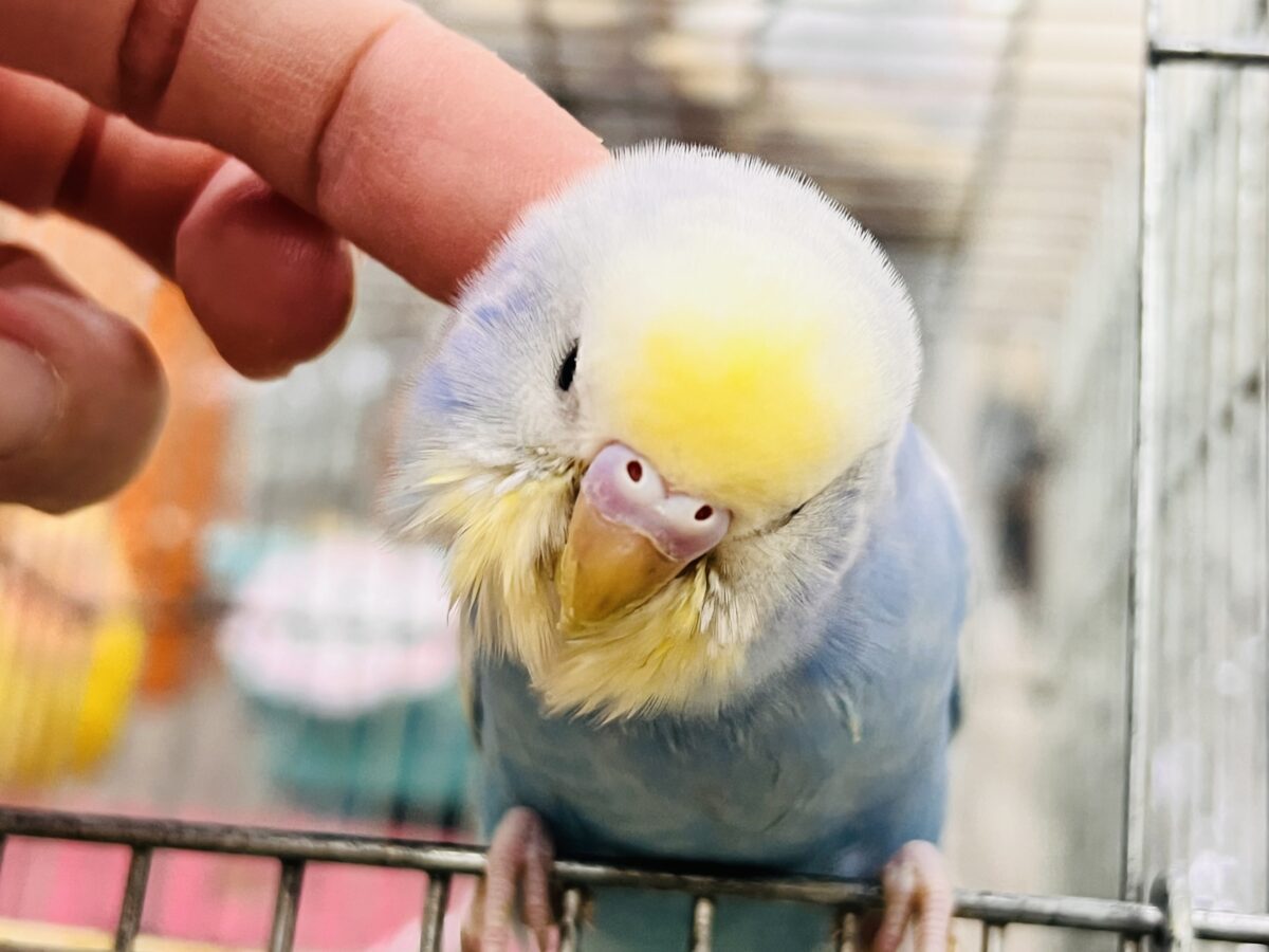セキセイインコ
