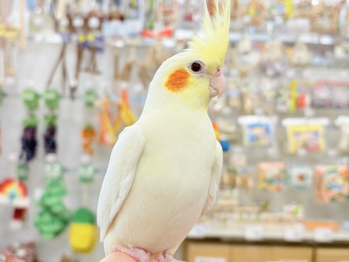 オカメインコ