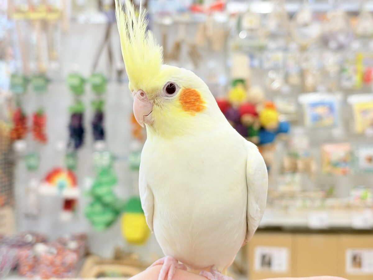 オカメインコ