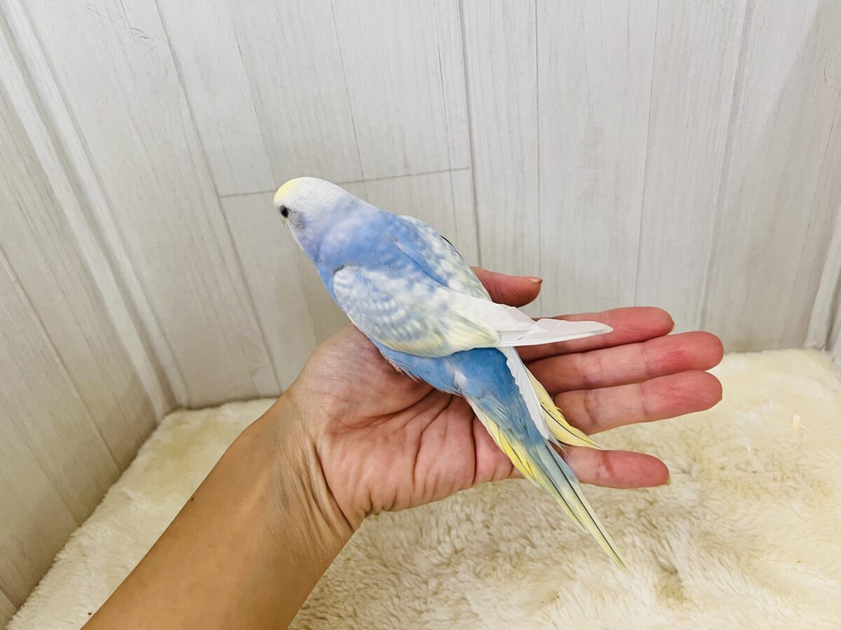 画像更新☆シュワっと弾ける🌟爽やか度100%🩵セキセイインコのパステルレインボー🌈 セキセイインコ