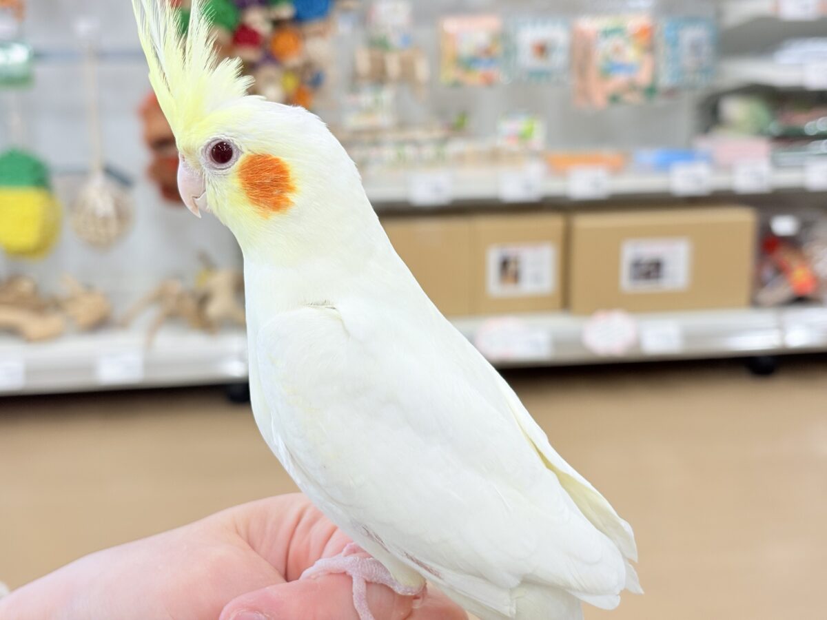 オカメインコ