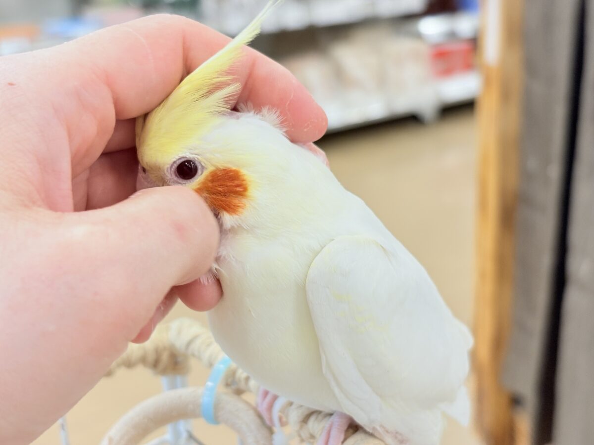 オカメインコ