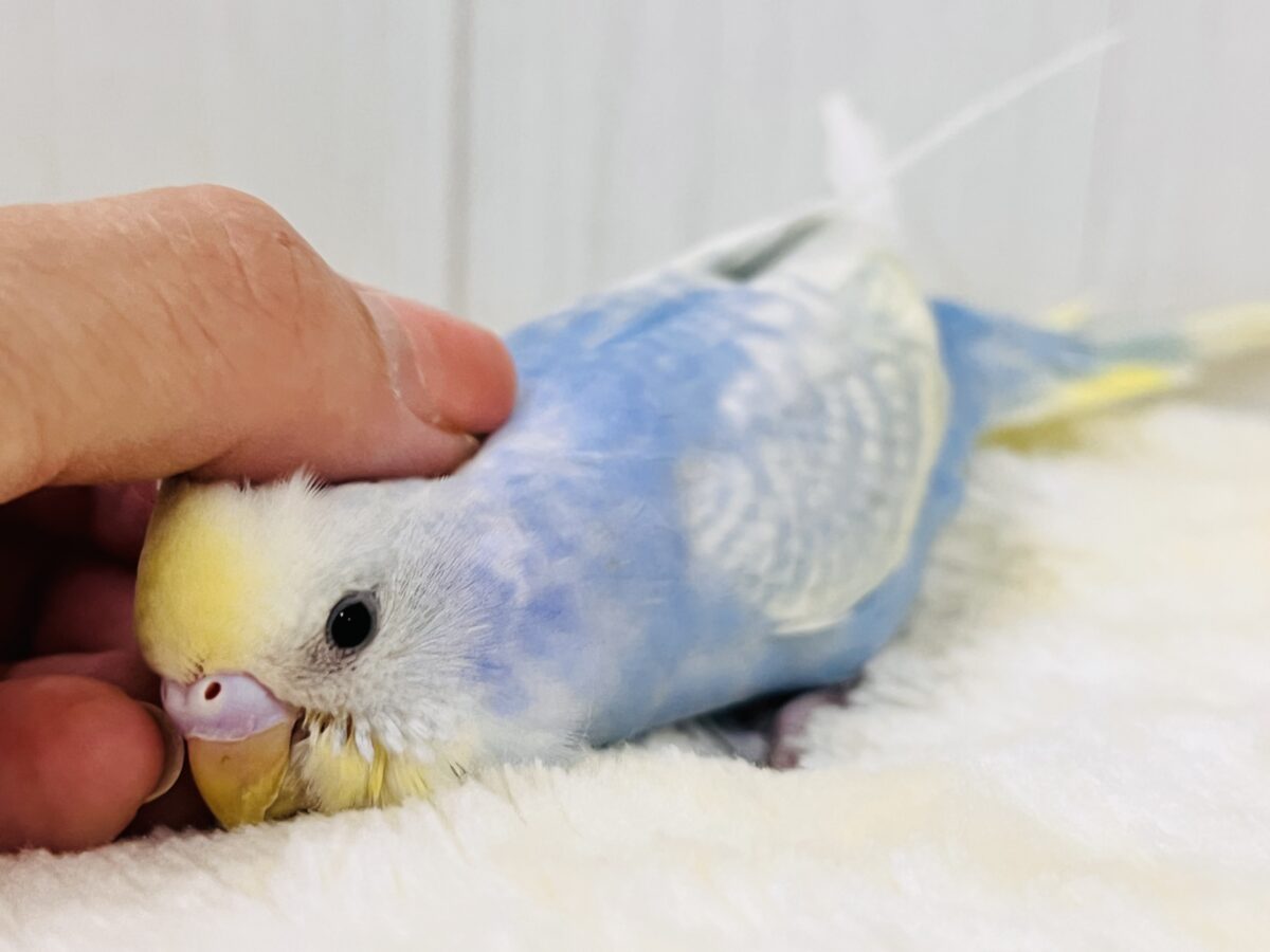 画像更新☆シュワっと弾ける🌟爽やか度100%🩵セキセイインコのパステルレインボー🌈 セキセイインコ