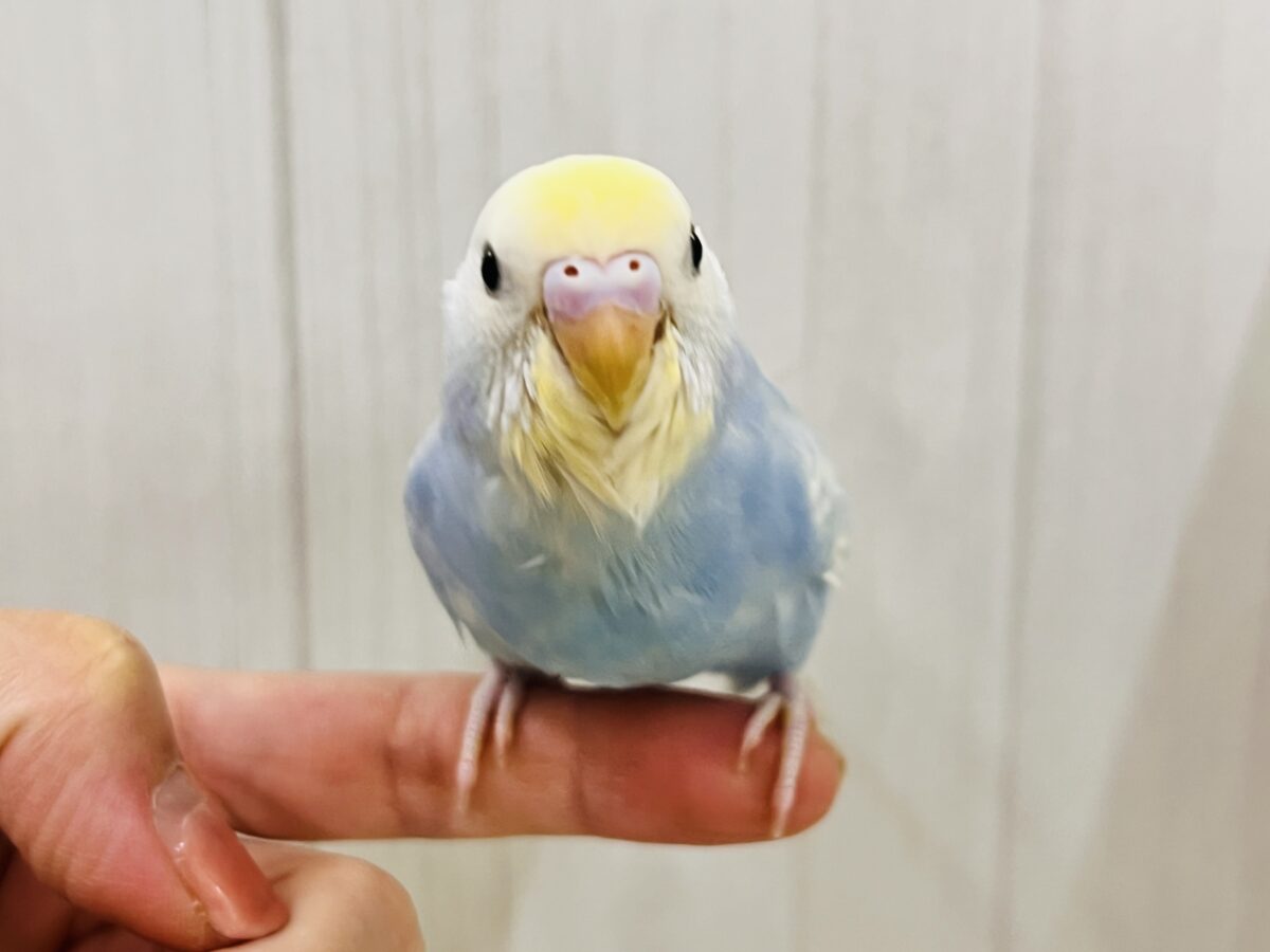 画像更新☆シュワっと弾ける🌟爽やか度100%🩵セキセイインコのパステルレインボー🌈 セキセイインコ