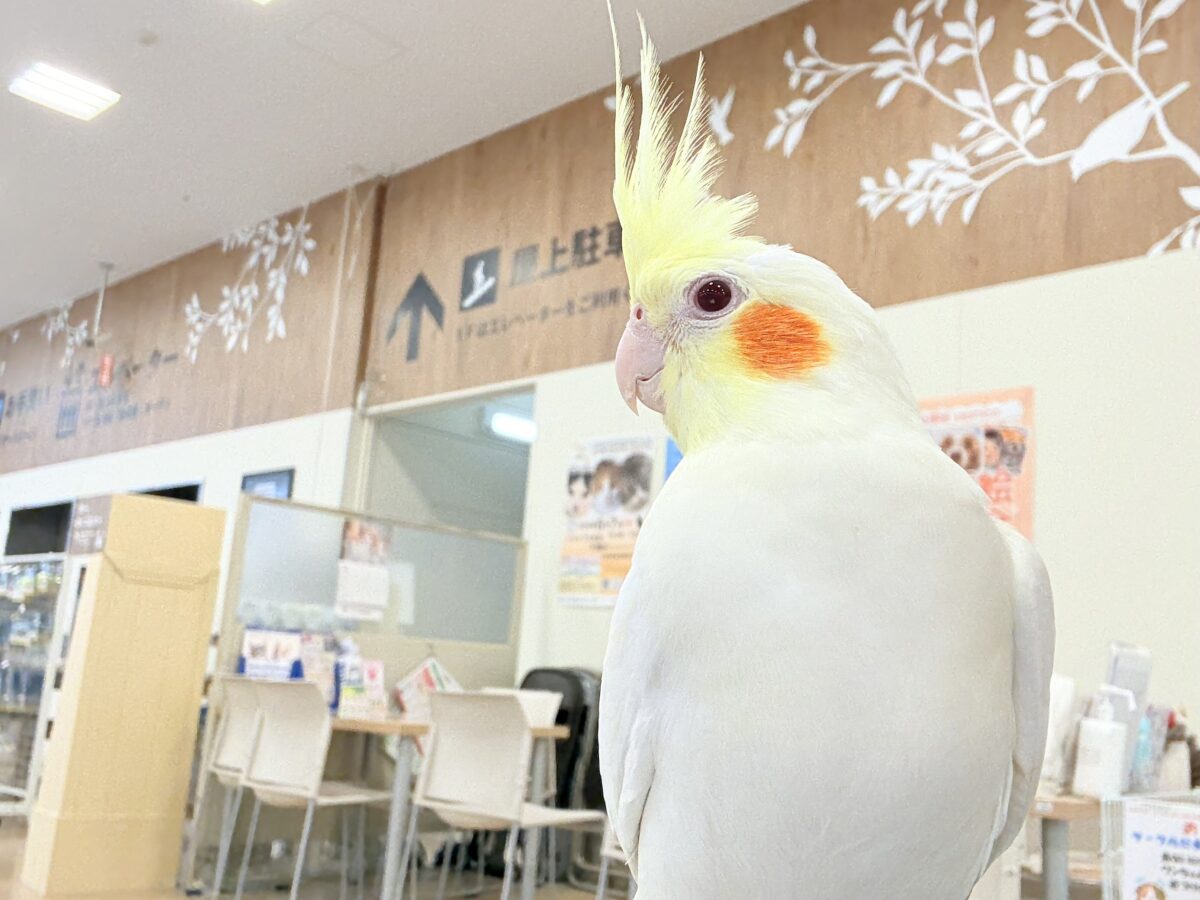オカメインコ