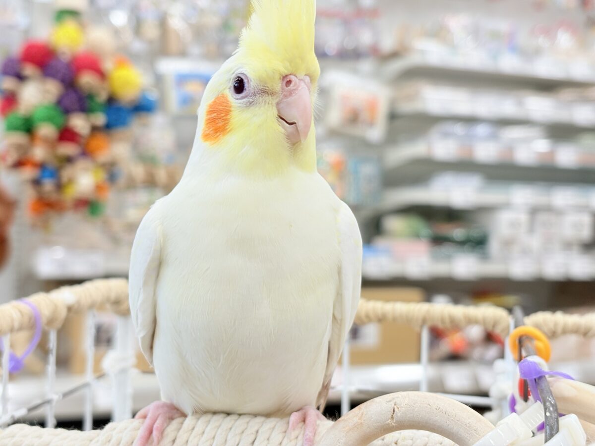 オカメインコ
