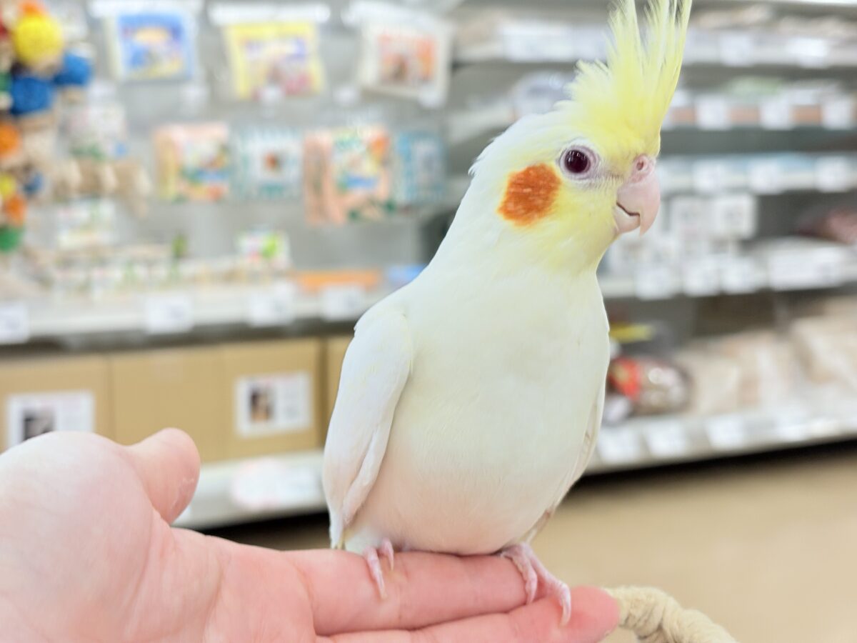 オカメインコ