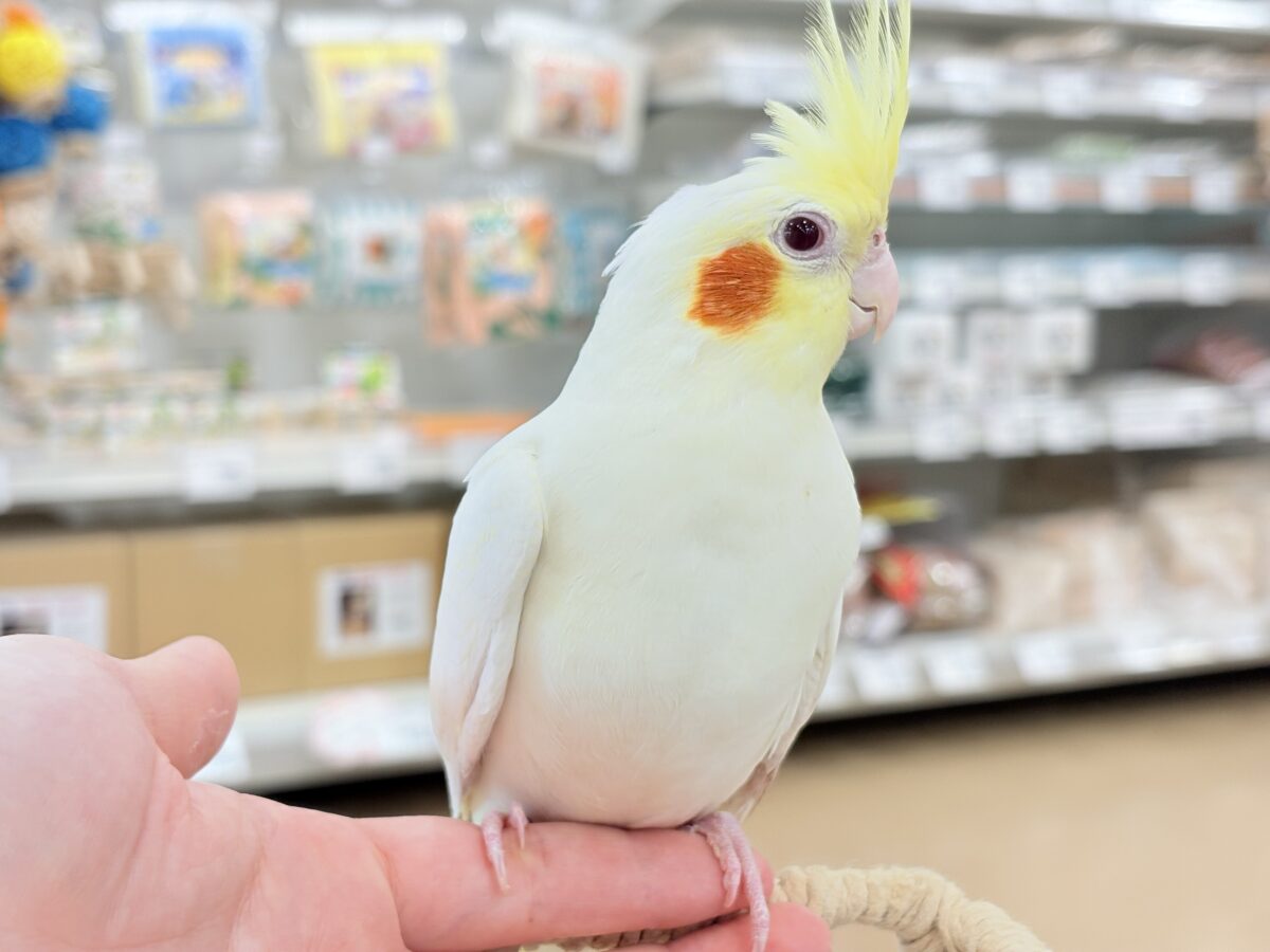 オカメインコ