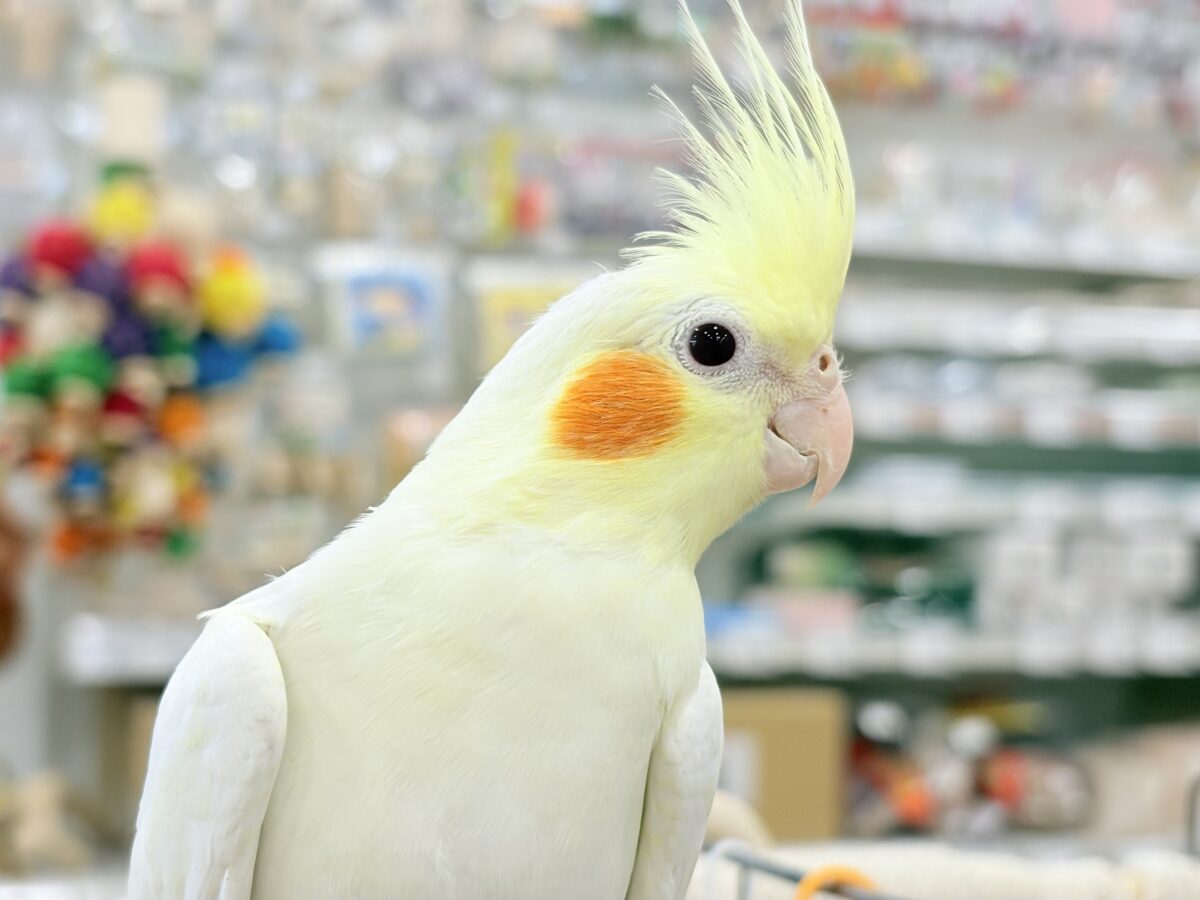 オカメインコ