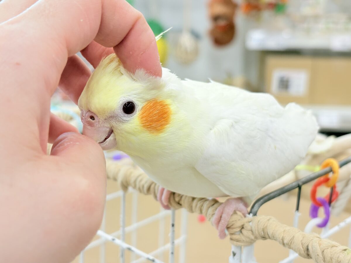 オカメインコ