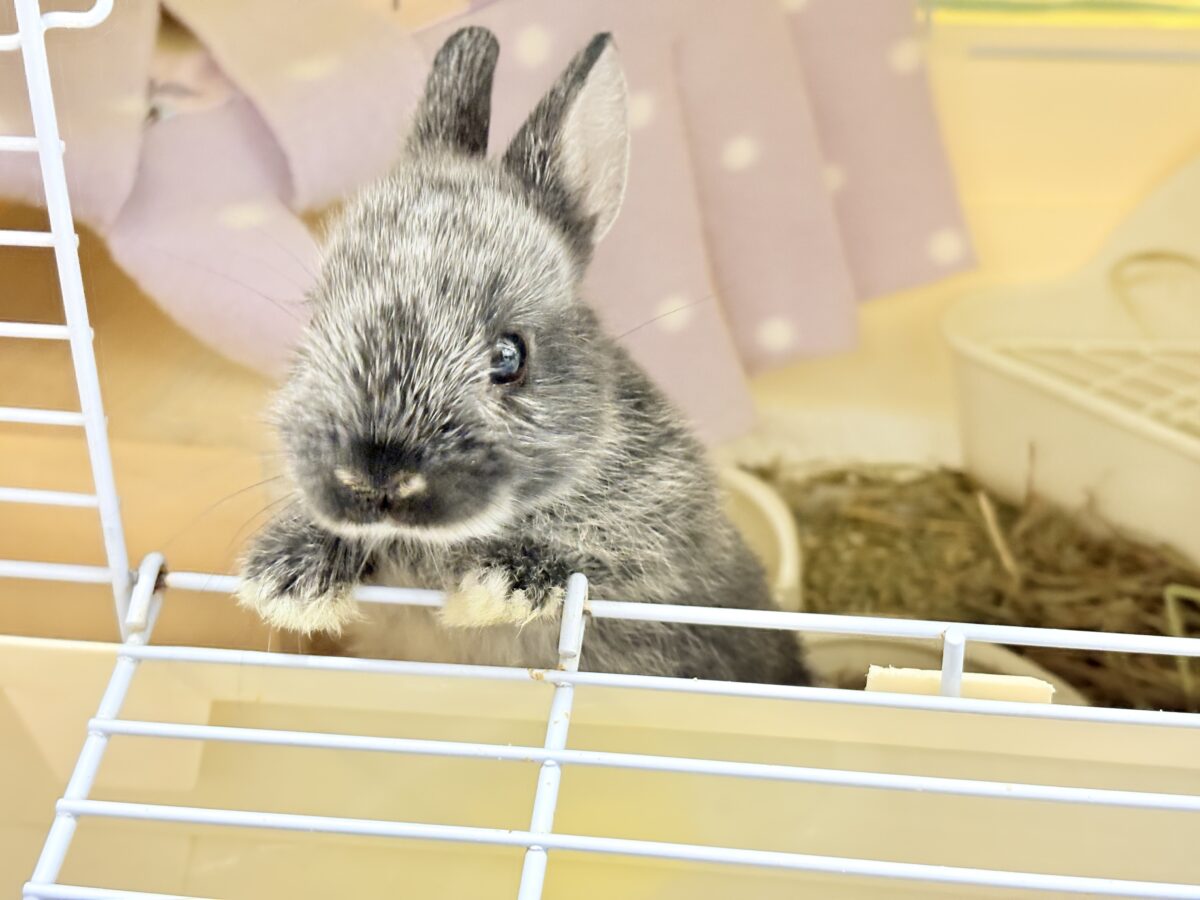 【最新画像・動画更新🪄】初入舎💖お人形さんみたいな子🐰💖ポーリッシュ(男の子) ポーリッシュ