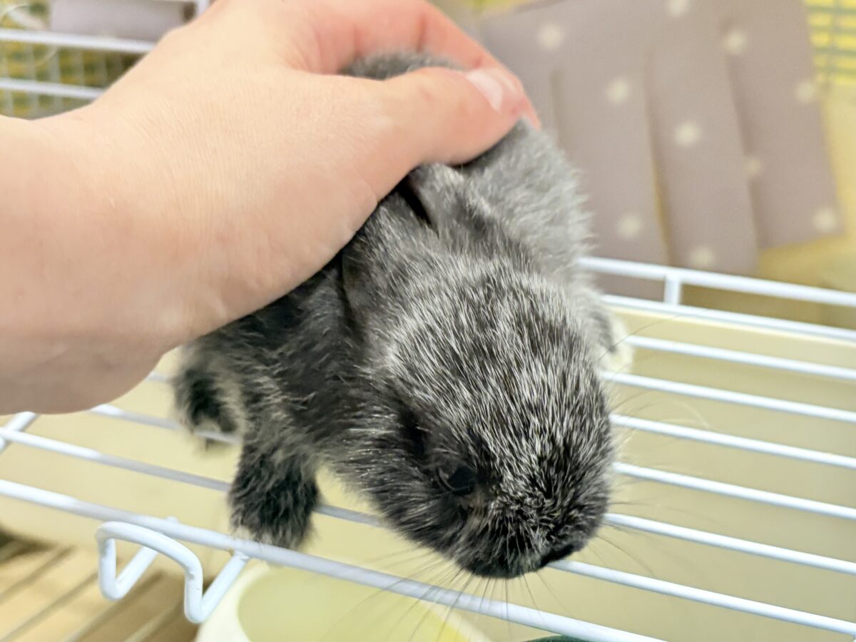 【最新画像・動画更新🪄】初入舎💖お人形さんみたいな子🐰💖ポーリッシュ(男の子) ポーリッシュ