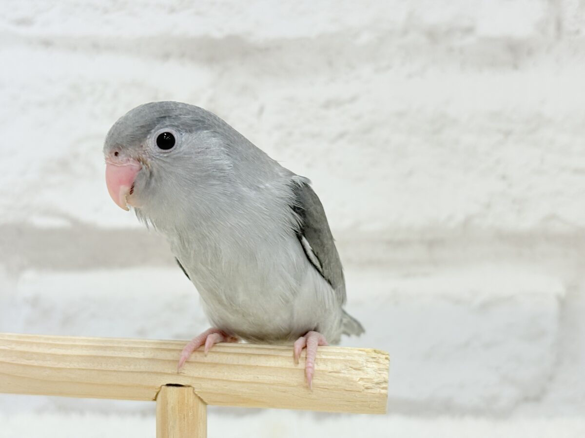 マメルリハ