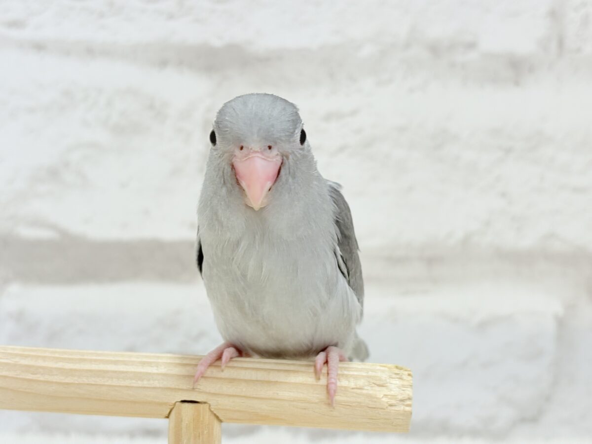 マメルリハ