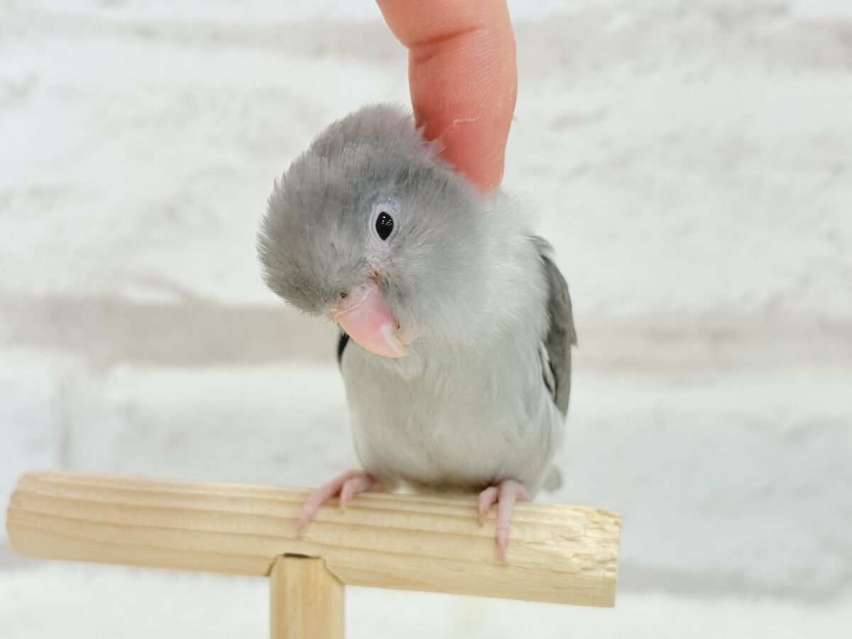 マメルリハ