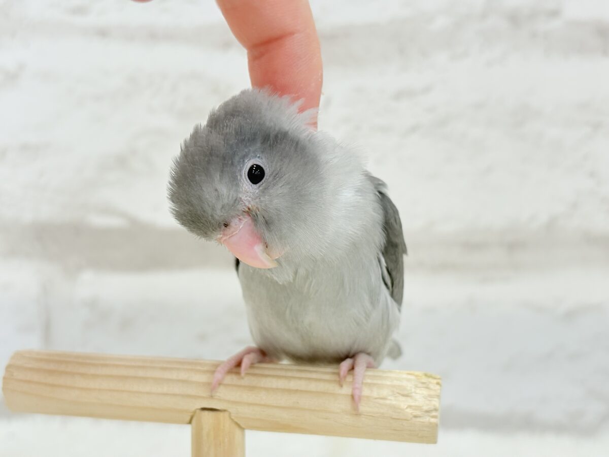マメルリハ